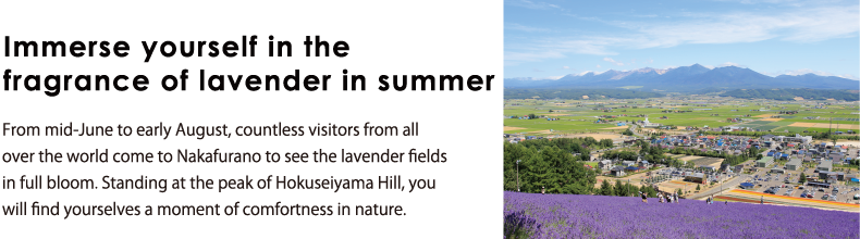 Immerse yourself in the fragrance of lavender in summer