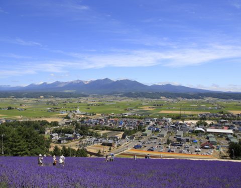 Lavender Field Peak