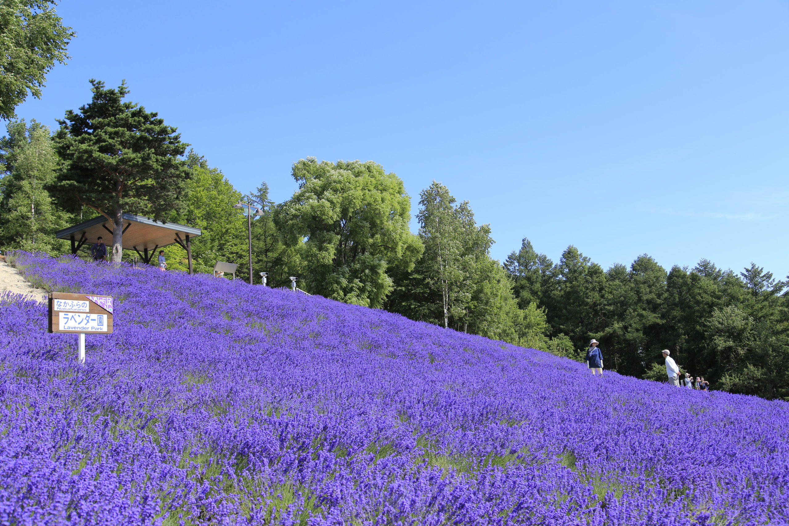 ラベンダー なかふらの観光協会 北海道らしい風景と穏やかな時間