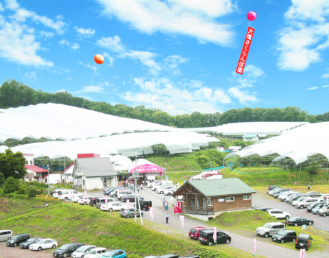 有限会社大橋さくらんぼ園