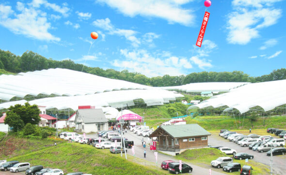 有限会社大橋さくらんぼ園